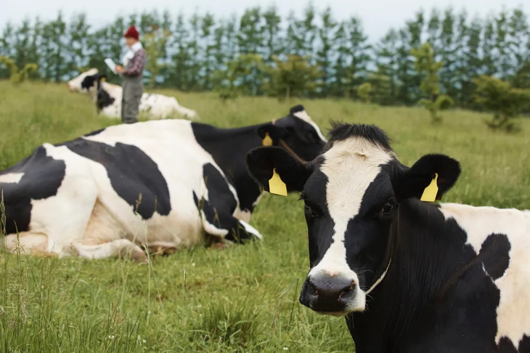 滅菌乳新規落地